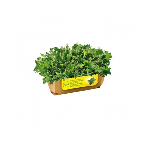 FRIARIELLI CUBETTO OROGEL         KG.1X6