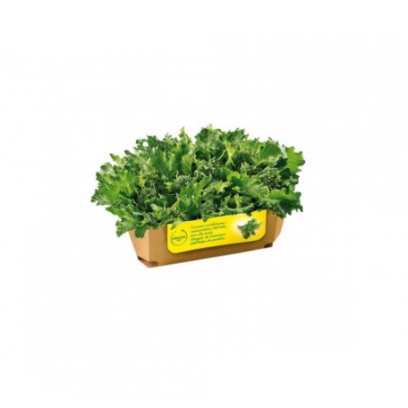 FRIARIELLI CUBETTO OROGEL         KG.1X6