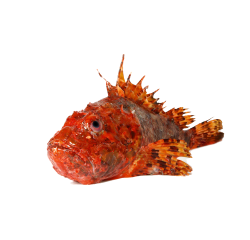 SCORFANO PESCATO 500/1000 X3 KG