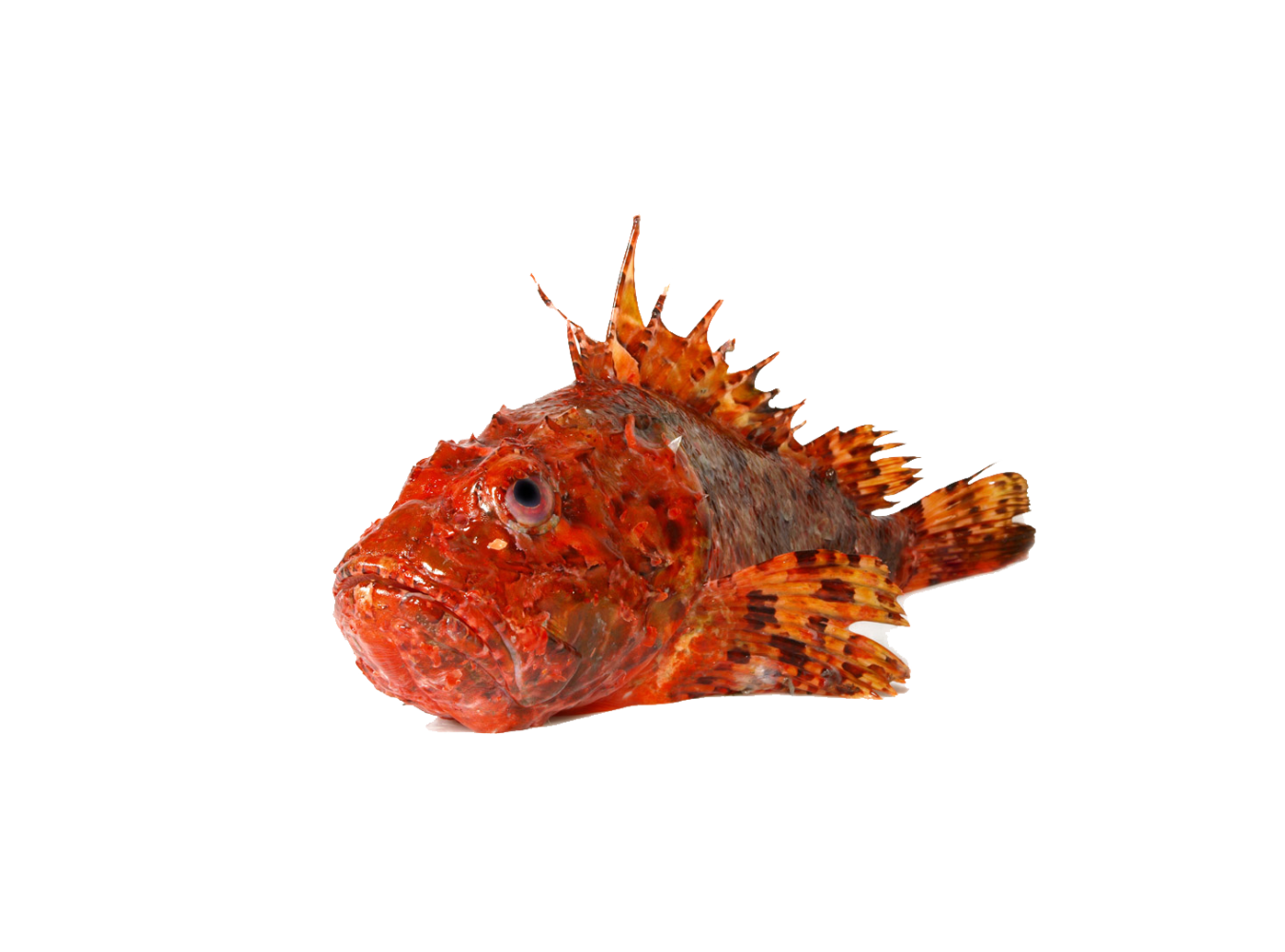 SCORFANO PESCATO 500/1000 X3 KG