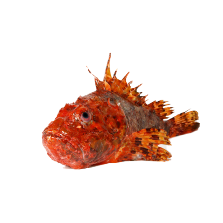 SCORFANO PESCATO 500/1000 X3 KG