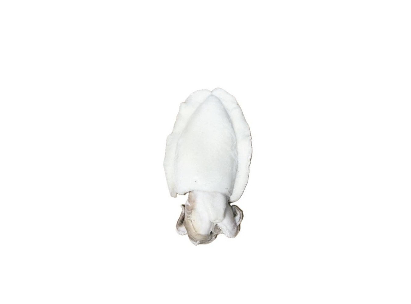 SEPPIE PULITE 2000 UP IQF     CT1X10.8KG