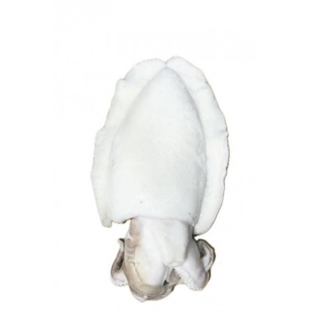 SEPPIE PULITE 2000 UP IQF     CT1X10.8KG