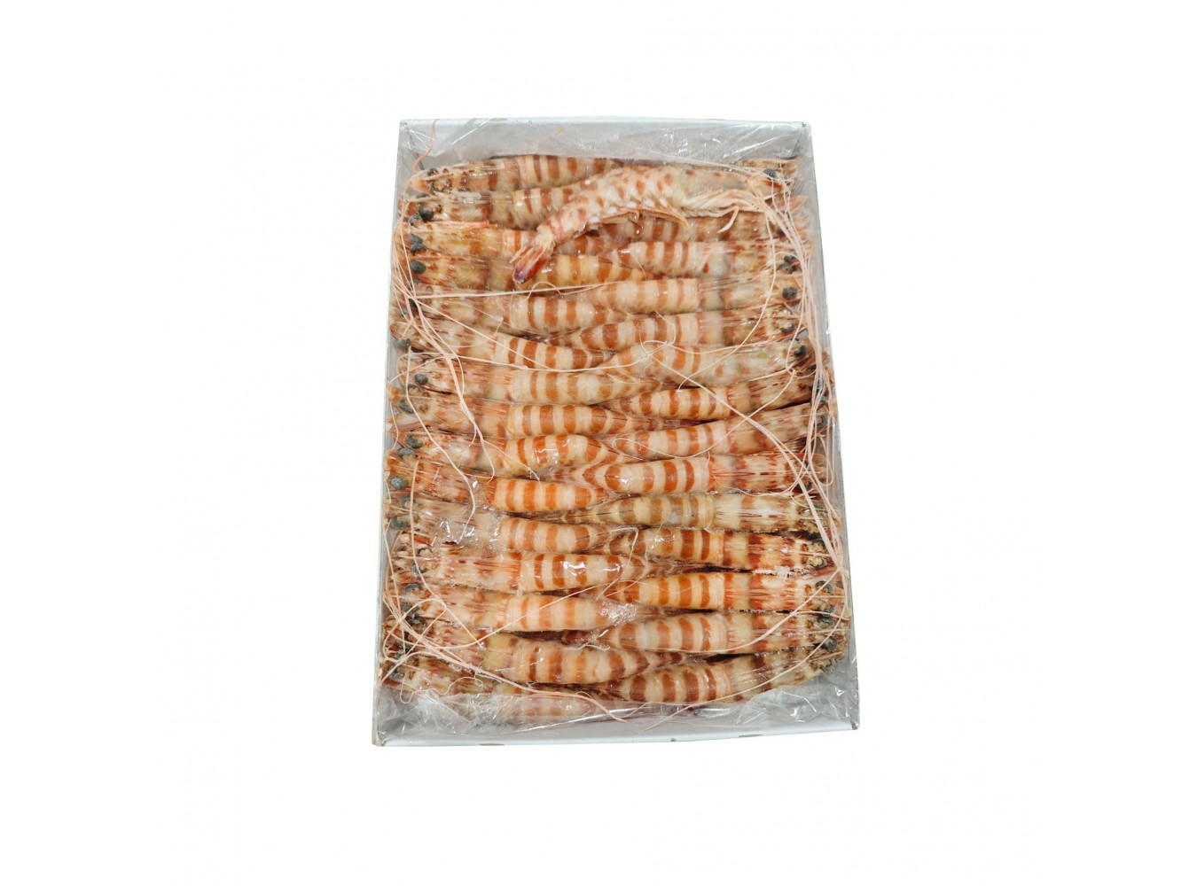 MAZZANCOLLE TIGRATE 31/40 GR.800X12