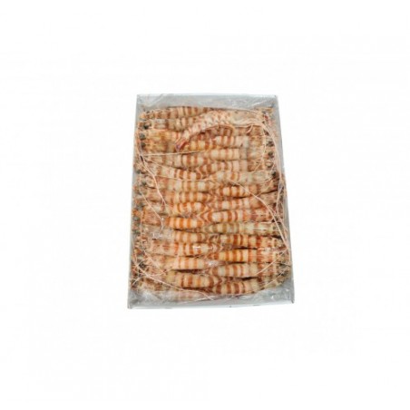 MAZZANCOLLE TIGRATE 31/40 GR.800X12