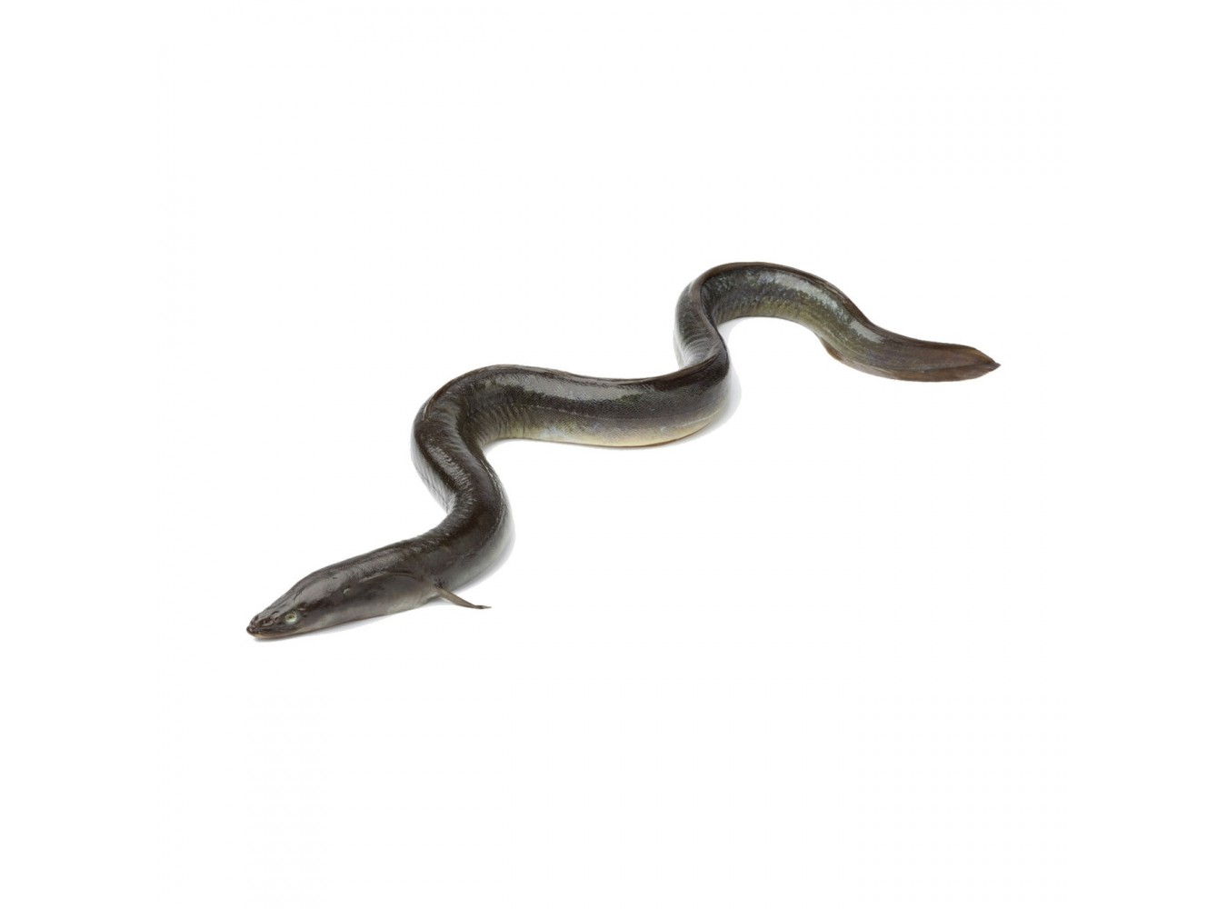 ANGUILLA ALLEVATA 700/1000 X3 KG