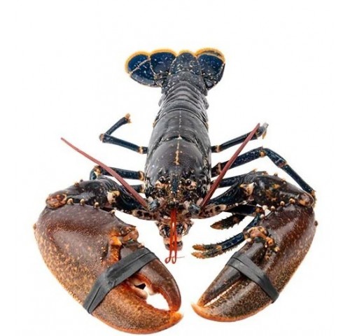 ASTICE PESCATO CANADA 450/550 X1 PZ