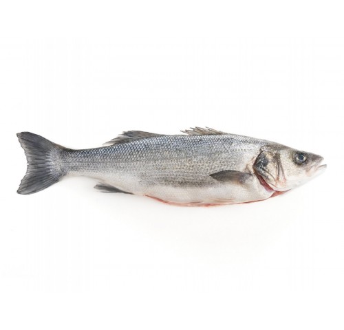 BRANZINO 3000+ X1 PZ