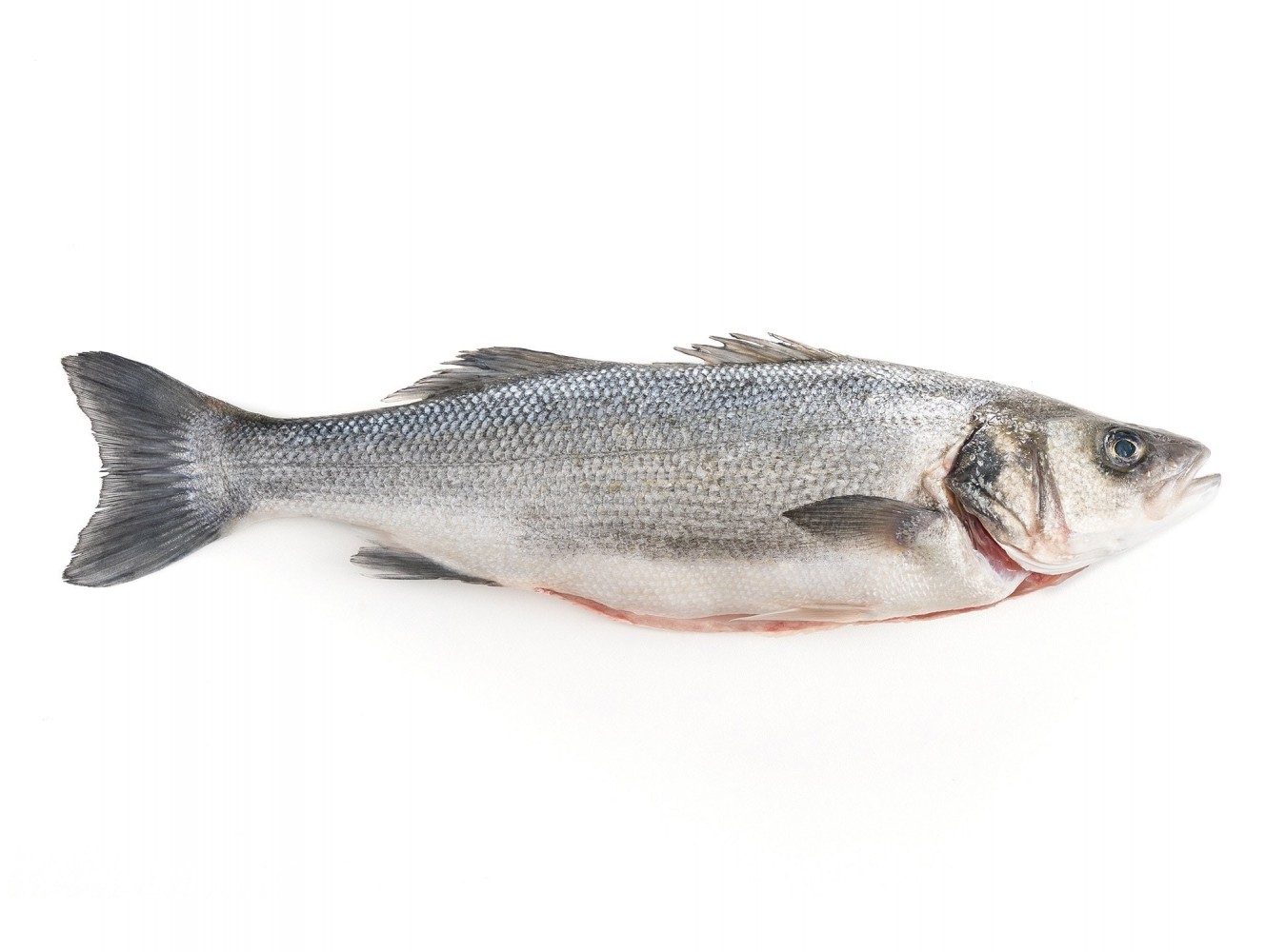 BRANZINO 3000+ X1 PZ