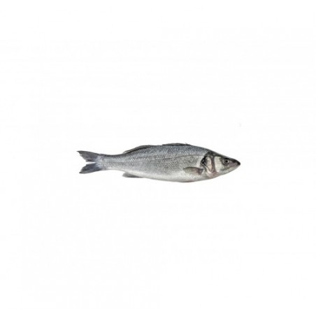 BRANZINO 300/400 TURCHIA X6 KG