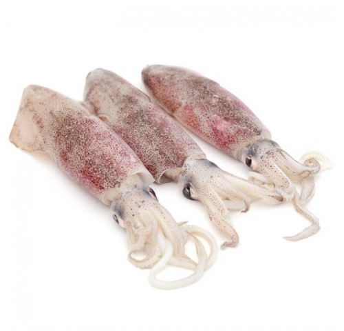 CALAMARO PESCATO ADRIAT. 100/400GR X6 KG