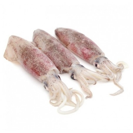 CALAMARO PESCATO ADRIAT. 100/400GR X6 KG