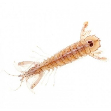 CANOCCHIA PESCATA MAR ADRIATICO X3 KG