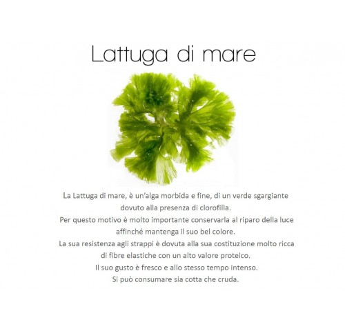 ALGA LATTUGA DI MARE X1 KG