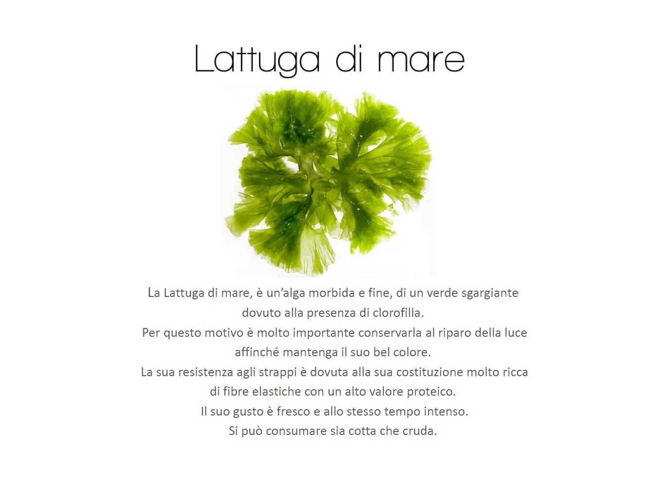 ALGA LATTUGA DI MARE X1 KG