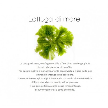 ALGA LATTUGA DI MARE X1 KG