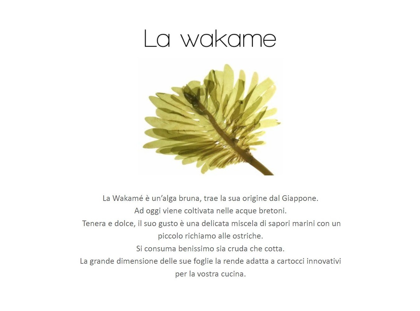 ALGA WAKAME X1 KG