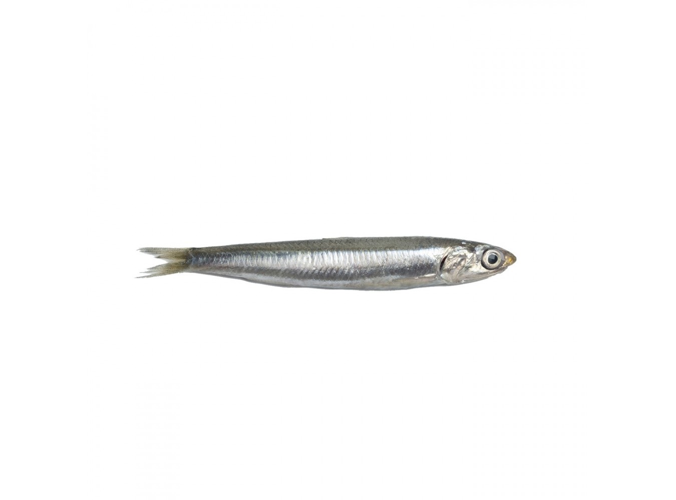 ALICI DI LAMPARA PESCATE X3 KG