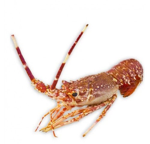 ARAGOSTA 1000/1300 X1 PZ