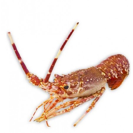 ARAGOSTA 1000/1300 X1 PZ