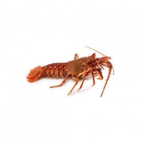 ARAGOSTA SUDAFRICANA 300/400 X1 PZ