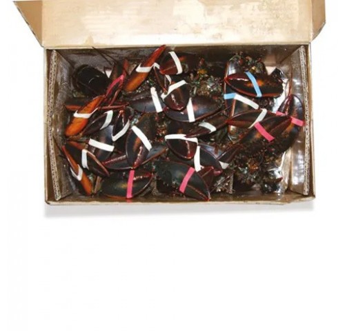 ASTICE AMERICANO 400/600 16PZX8KG