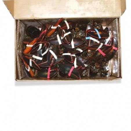 ASTICE AMERICANO 400/600 16PZX8KG