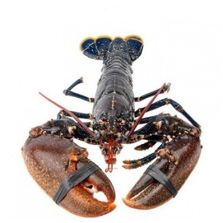 ASTICE EUROPEO PESCATO 1000/1300 X1 PZ