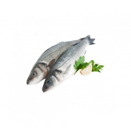 BRANZINO 200/300 TURCHIA X6 KG