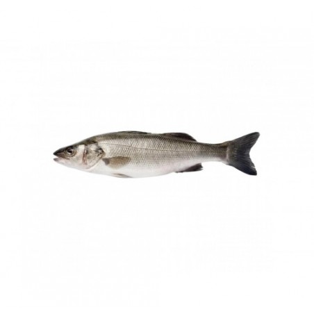 BRANZINO 400/600 IT. X3 KG