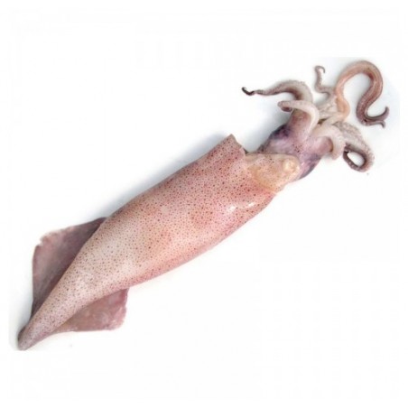 CALAMARO 0/100 E. X3 KG