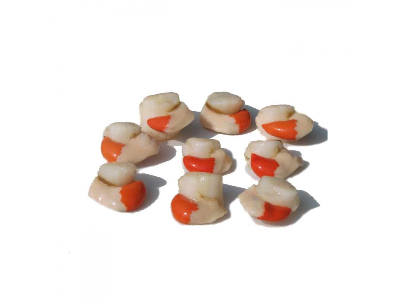 CANESTRELLO SGUSC. ADRIATICO X1 KG