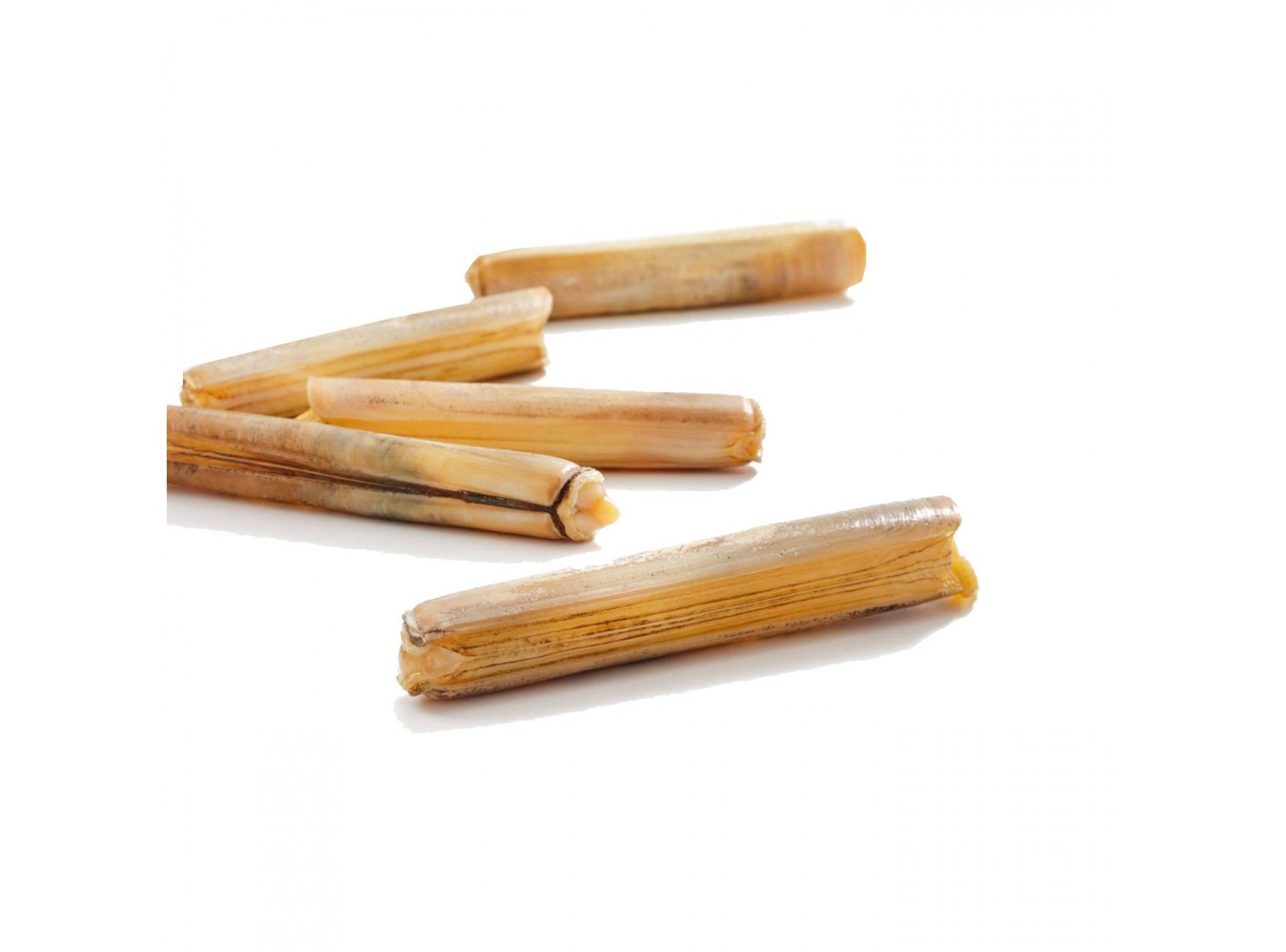 CANNOLICCHIO PESCATO ATLANTICO X3 KG