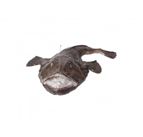 CODA DI ROSPO 2000+ X1 PZ