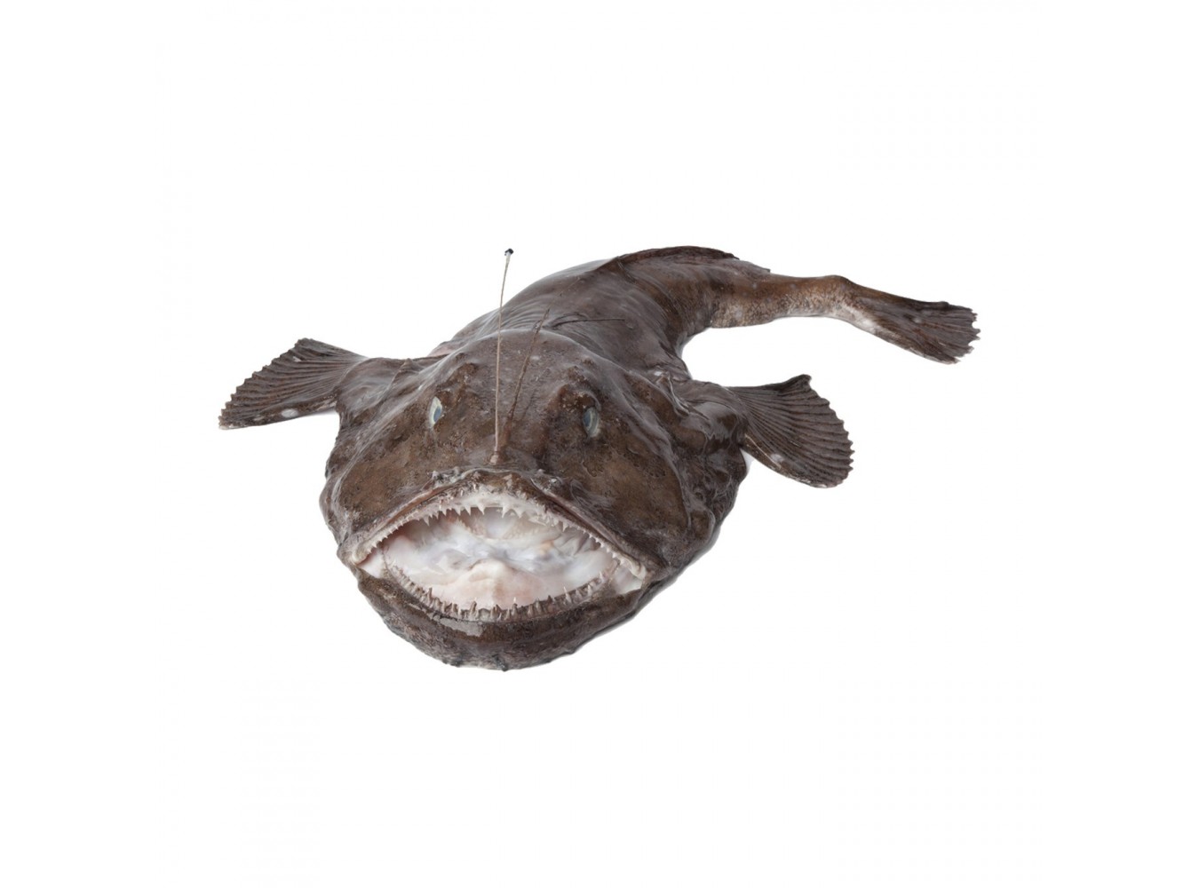 CODA DI ROSPO 2000+ X1 PZ