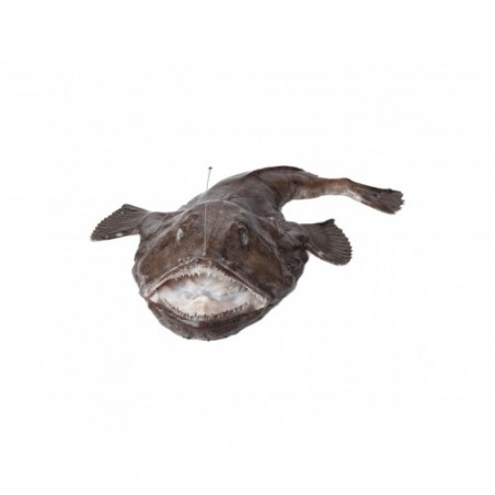 CODA DI ROSPO 2000+ X1 PZ