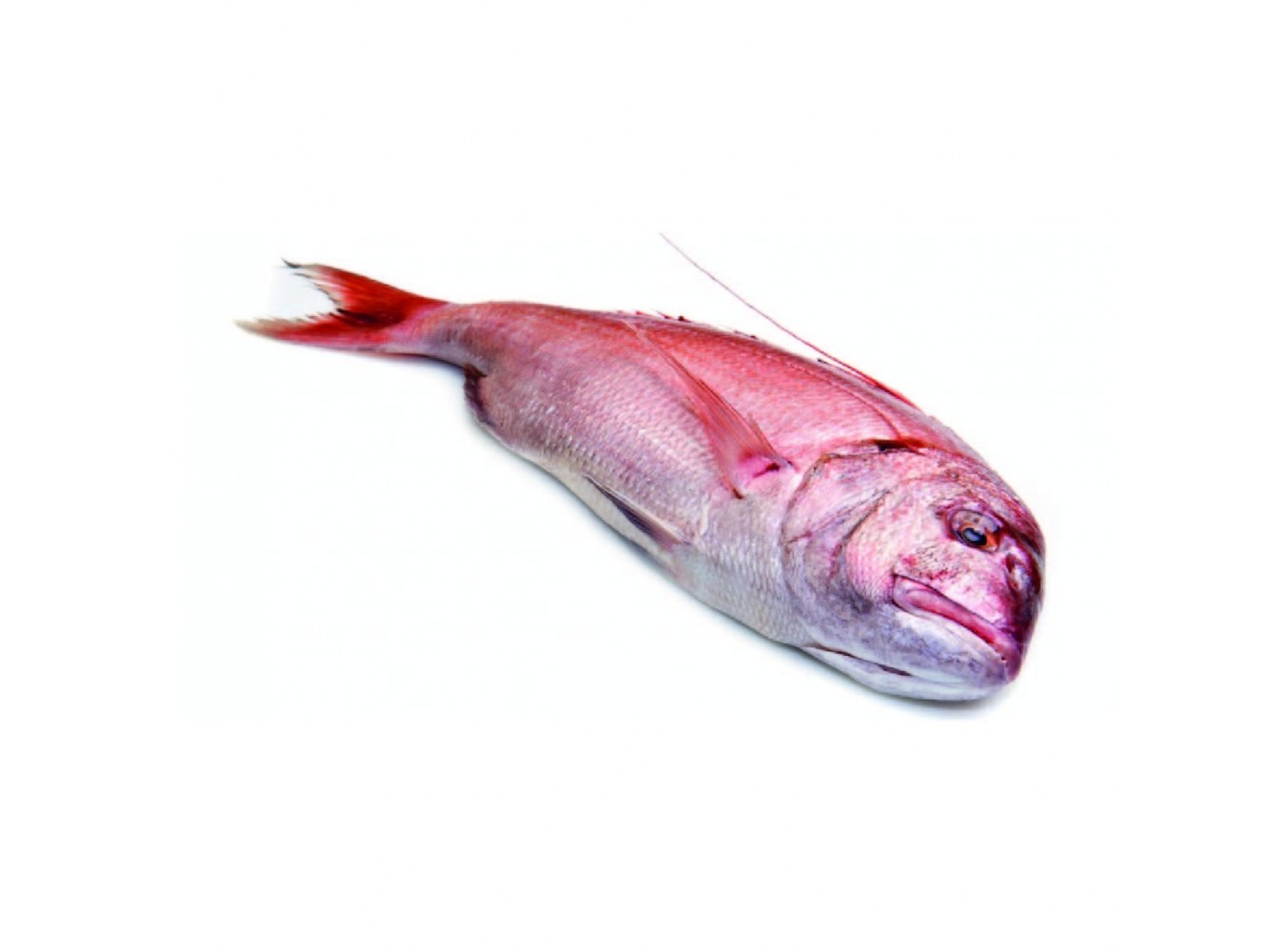 DENTICE GIBBOSO PESCATO 3000/5000 X1 PZ