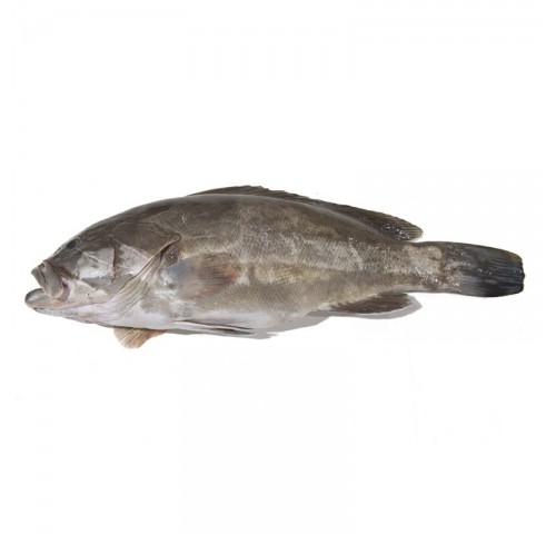 CERNIA 3000/8000 X1 PZ