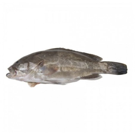 CERNIA 3000/8000 X1 PZ