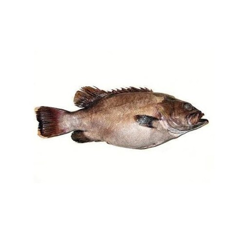 CERNIA DORATA 3000/8000 X1 PZ