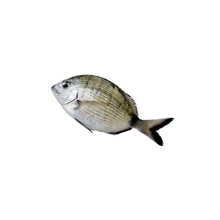 DENTICE PESCATO ITALIA 1000/5000 X1 PZ