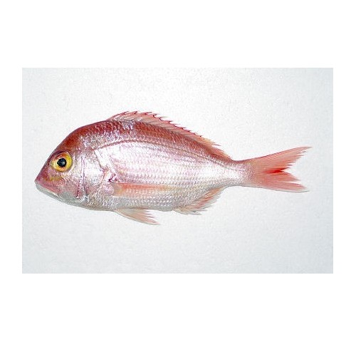 DENTICE ATLANTICO 2000/4000