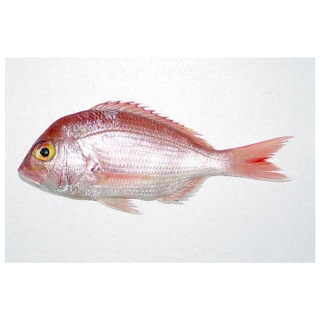 DENTICE ATLANTICO 2000/4000