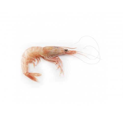 GAMBERO ROSA INTERO EXTRA X3 KG