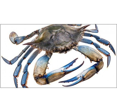 GRANCHIO BLU PESCATO X6 KG