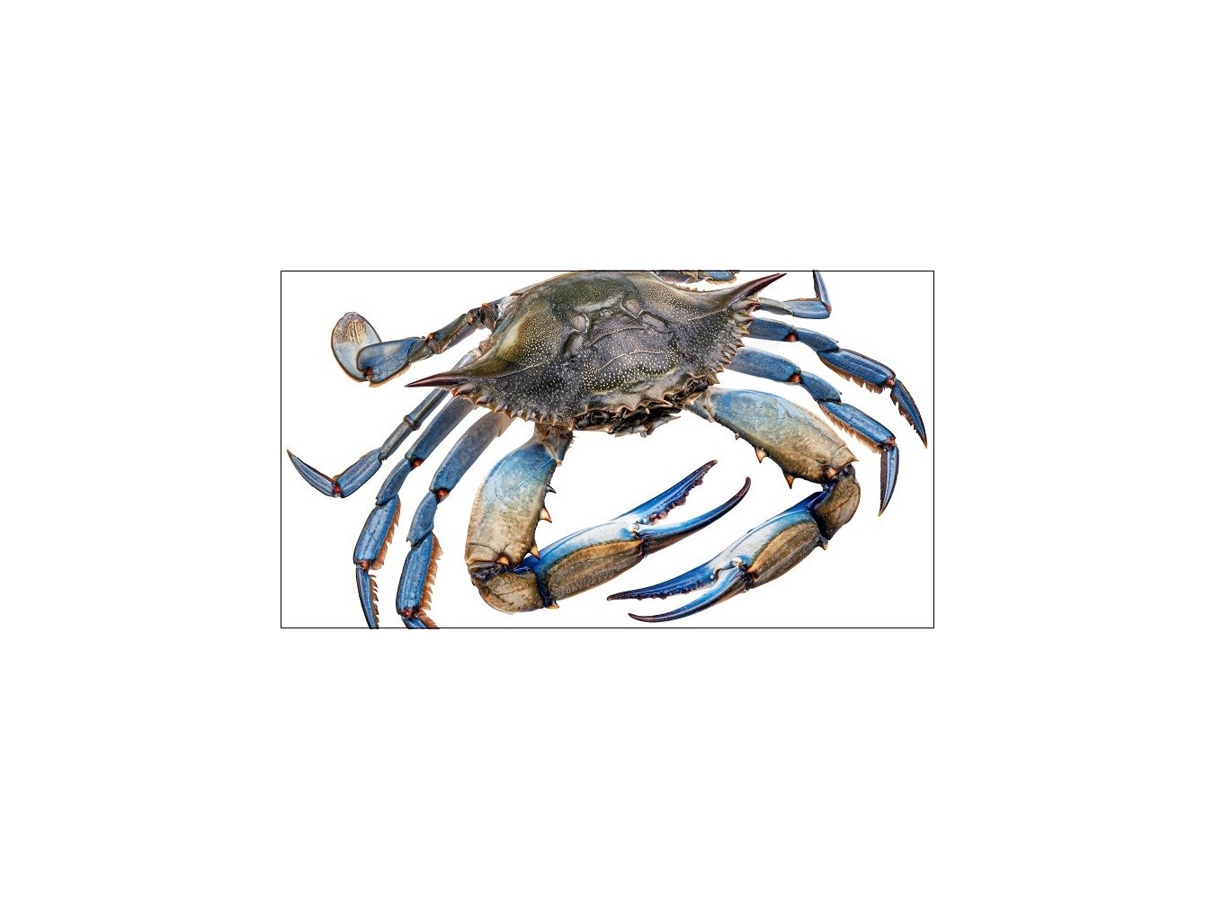 GRANCHIO BLU PESCATO X6 KG