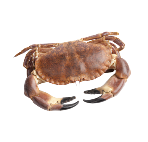 GRANCIPORRO ATL. GROSSO 800/1200 X1 PZ