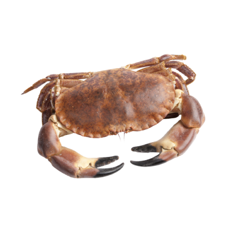 GRANCIPORRO ATL. GROSSO 800/1200 X1 PZ