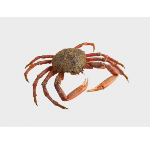 GRANSEOLA FEMMINA GROSSA 400/800 X3 KG