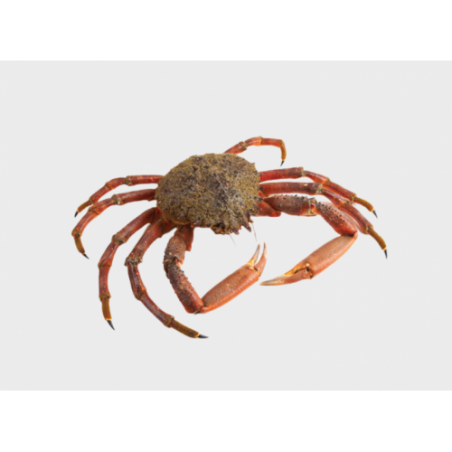 GRANSEOLA FEMMINA GROSSA 400/800 X3 KG